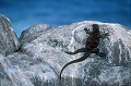 Iguanes marins (Amblyrhynchus cristatus)  - île de Española - Galapagos Ref:36873